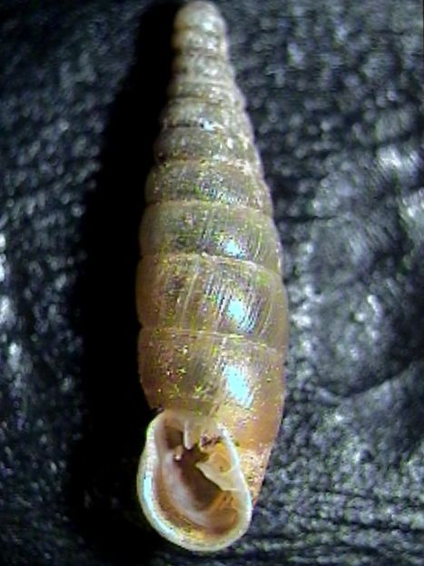 Cochlodina (Cochlodinastra) comensis lucensis